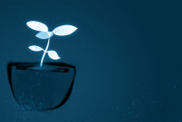 Small plant in a grow pot